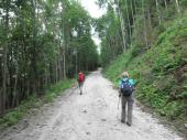  bergan auf der Forststrae 