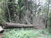  durch den Sturm gefllter Baumriese 