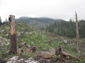 auf dem Hochplateau durch Sturm geschdigte Waldflchen 