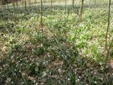  Wiese mit Frhlings-Knotenblume auch Mrzenbecher oder Groes Schneeglckchen genannt