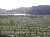 Wanderweg durch die Weinrieden des Vorderseiber mit Blick nach Weienkirchen/Wachau