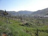 Wanderweg durch die Weinrieden des Vorderseiber mit Blick nach Weienkirchen/Wachau