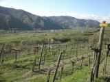 Wanderweg durch die Weinrieden des Vorderseiber mit Blick nach Wsendorf 