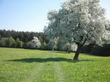  schner Wanderweg ber Wiesen  