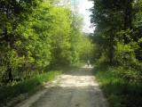  Wanderweg leicht bergab durch den Wald 