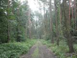  schner Waldwanderweg 