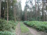  schner Waldwanderweg 