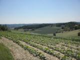  schne Fernsicht Richtung Jennersdorf 