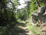  Marathonis unterwegs auf schnen Waldwegen 