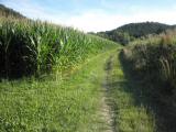  Wanderweg entlang der Maisfelder 