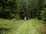  Wanderweg durch den Wald des Stierbergs 