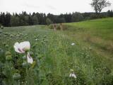  Wanderweg entlang eines Mohnfeldes 