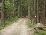  Wanderweg durch den Wald des Kasbergs 