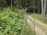 Wanderroute auf schnen Wanderwegen entlang von reifen Himbeeren 