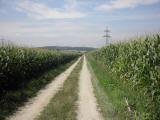  Wanderweg zwischen Maisfeldern 