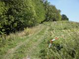  Wanderweg leicht bergan auf dem Eichberg 