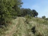  Wanderweg leicht bergan auf dem Eichberg 