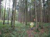  Wanderweg bergan durch den Stiftswald 