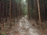  Wanderweg bergan durch den Stiftswald 