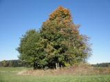  der Maler Herbst lsst gren 