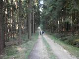  Wanderweg durch den Wald des Eulenbergs 