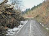  auf schnen Waldwegen leicht bergan 