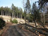  Wanderroute auf schnen Forstwegen 