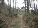 Wanderweg durch den Wald des Eichbergs nach Sachsendorf 