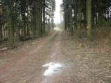 Wanderweg durch den Wald des Eichbergs nach Sachsendorf 