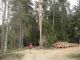  Wanderweg durch den Geiersdorfer Wald 