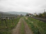 Wanderweg entlang der Wachaubahn nach Weienkirchen in der Wachau 