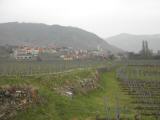  Fernblick nach Weienkirchen in der Wachau 