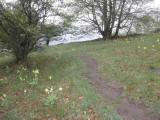  Wanderweg vorbei an Frhlingsblumen 