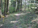  schner Wanderweg durch einen kleinen Wald 