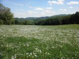  schner Fernblick ber die Lwenzahnwiese 