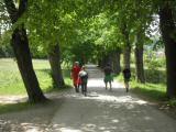  schne Allee beim Friedhof Heiligenkreuz 