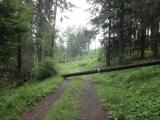  schner Waldweg auf der Donauleiten 