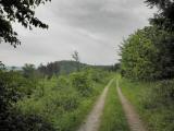  schner Waldweg auf der Donauleiten 