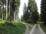  schne Waldwanderwege 