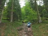 Wanderweg bergan durch den Kaiser Wald zur Vorderkaiserfeldenhtte 