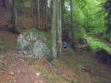 Wanderweg bergan durch den Kaiser Wald zur Vorderkaiserfeldenhtte 