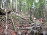 Wanderweg bergan durch den Kaiser Wald zur Vorderkaiserfeldenhtte 