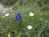  Alpenblumen 