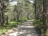  Wanderroute auf schnen Waldwegen 