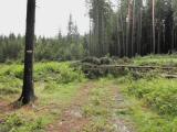  Wanderroute durch den Baderwald - mit Hindernissen 