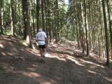  Wanderroute auf schnen Waldwegen 