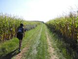  Wanderweg zwieschen Maisfeldern 