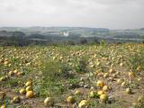  schner Fernblick ber ein Krbisfeld 