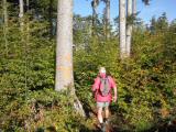  Wanderweg in den Schnbichlwald 