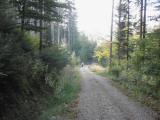  Forstweg durch den Schnbichlwald 